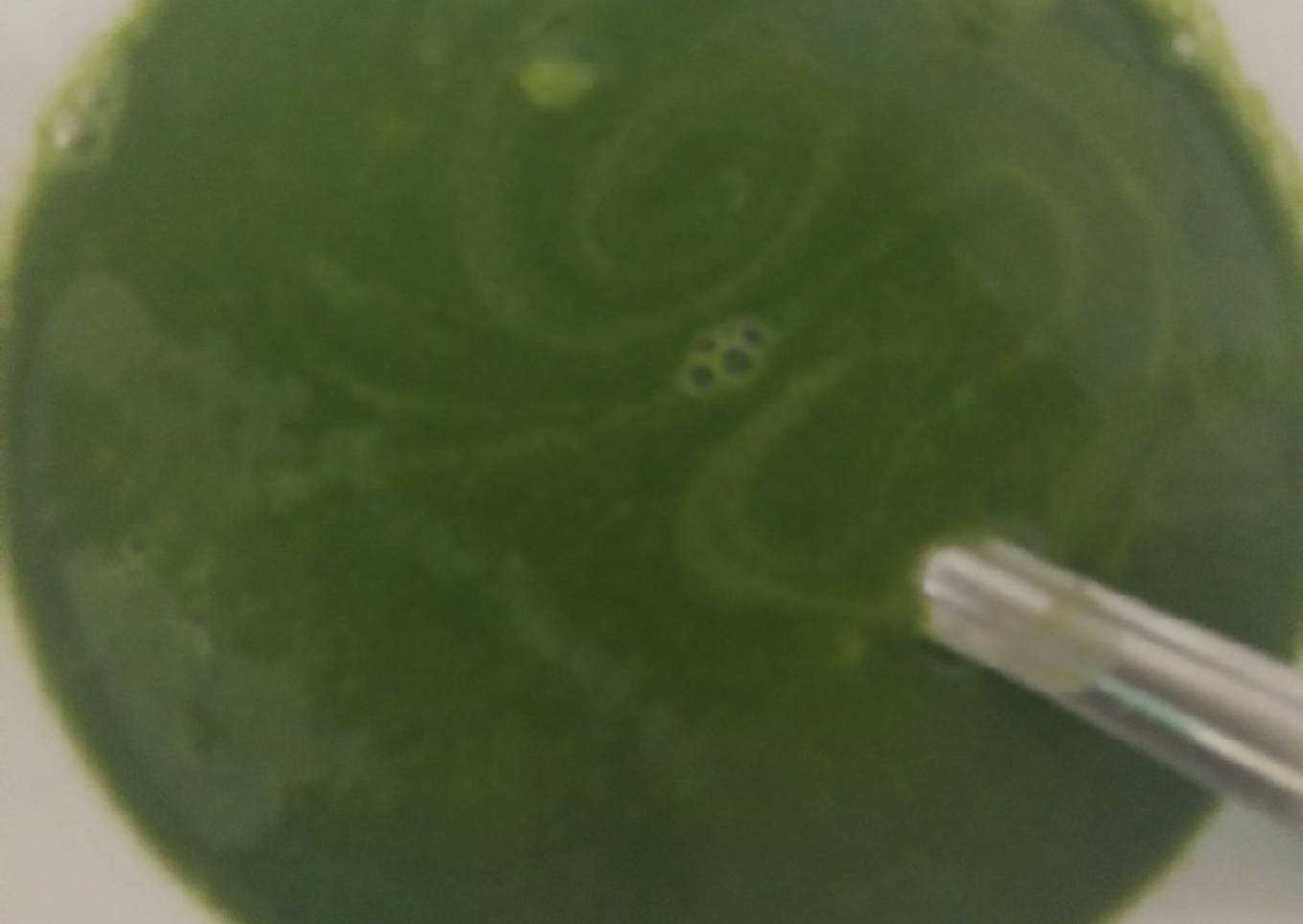Palak soup