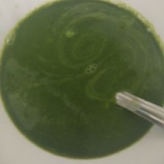 Palak soup A picture of Palak soup.
