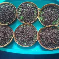 รูปของ 19. Martabak Mini Pandan