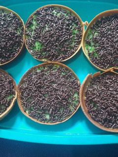 Foto resep Martabak Mini Pandan