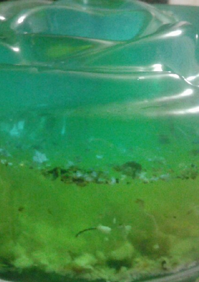 عکسی از دستور ژله اقیانوسی