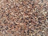 পাঁচফোড়ন মশলা(panchforon masala recipe in Bengali)