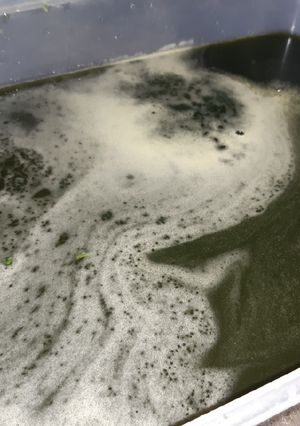 Foto resep Cincau hijau homemade