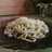Medvehagymás, kecskesajtos carbonara #medvehagyma