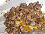 Gambar olahan daging bekicot