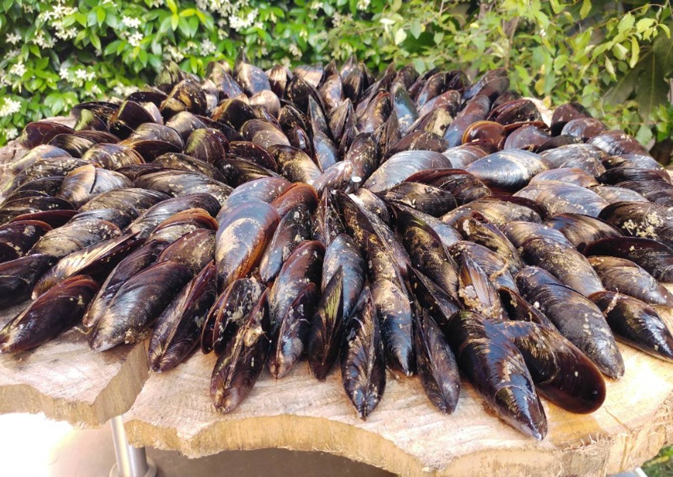 Mejillones asados. Éclade de moules