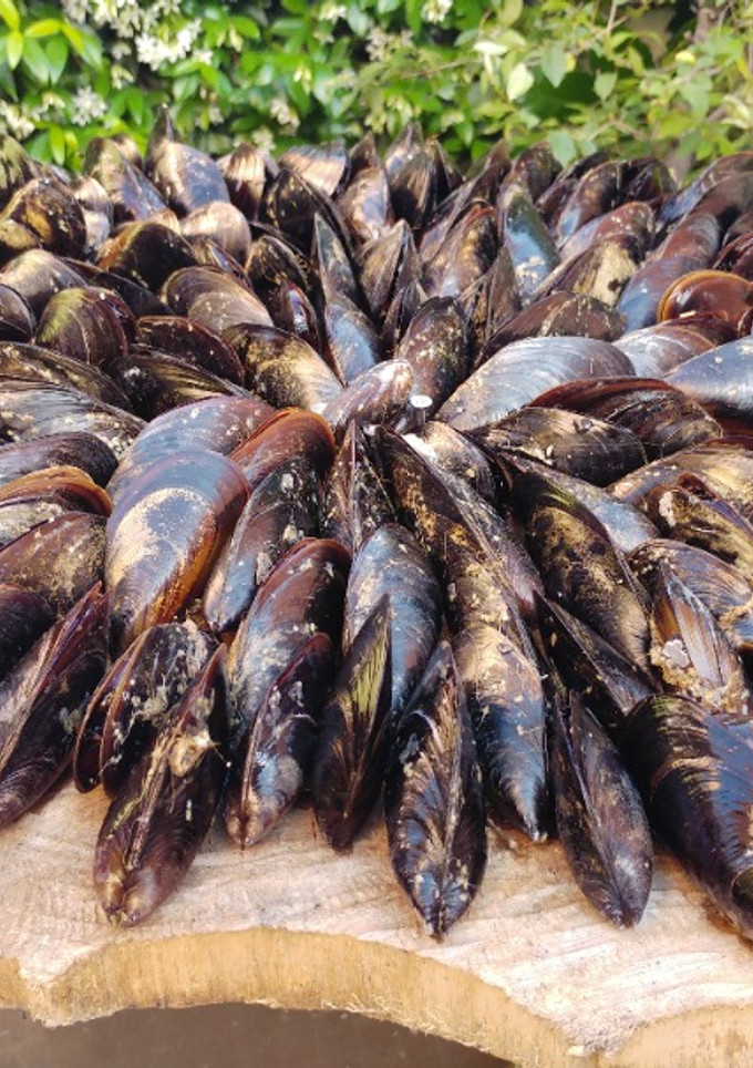 Una foto de Mejillones asados. Éclade de moules