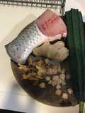 Sop buntut ikan
