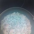 Gulas con gambones al ajillo