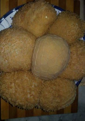 صورة لوصفة عصبان
