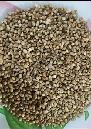 عکسی از دستور شاهدانه بوداده