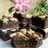 Brownies Panggang Kenari