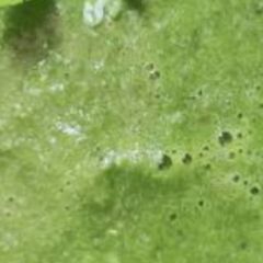 A picture of Tikhi pudina chutney.