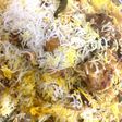 Beef Hump Biryani