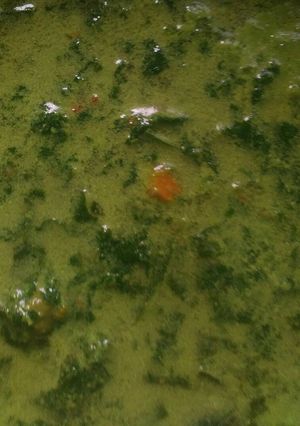 Foto resep Daun ubi tumbuk keluarga