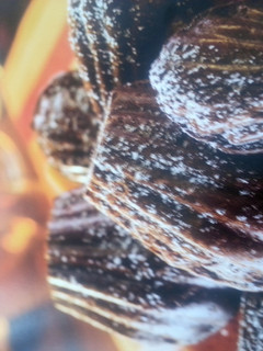 A picture of chocolate madeleines.