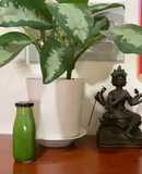 Nước ép cải kale(cải xoăn) giàu vitamin, cung cấp năng lượng cho ngày mới