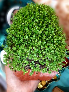 عکسی از دستور سبزه تخم شربتی