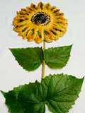 Spinach sunflower Bread