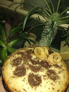 عکسی از دستور کیک موزی بدون تخم مرغ🍌