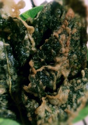 Foto resep Bayam kriuk