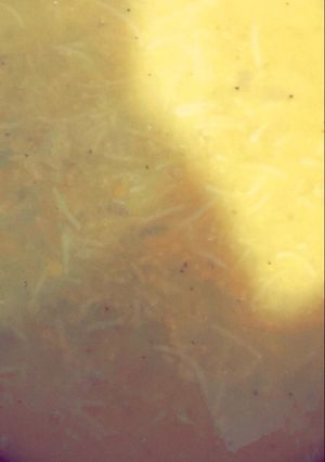 صورة لوصفة شوربة العدس