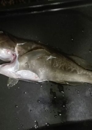 Φωτογραφία της συνταγής Στείρα δίκιλη ψητή