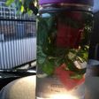 Infused Water MaMin (Semangka vs Daun Mint)