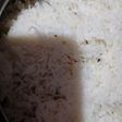 Jeera rice