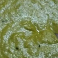 Green chutney A picture of Green chutney.