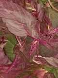 Red Greens? South Indian Style Dal-Saag