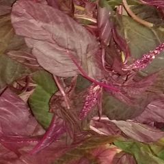 A picture of Red Greens? South Indian Style Dal-Saag.