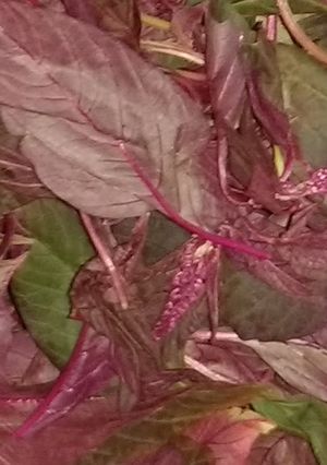 A picture of Red Greens? South Indian Style Dal-Saag.