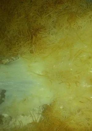 صورة لوصفة كنافه بالجبنه والقشطه