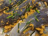 Marinasi Lele Goreng Anti Ribet (Gak Uleg - Uleg)