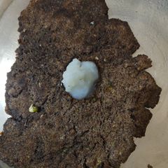A picture of Raggi roti.