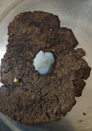 A picture of Raggi roti.