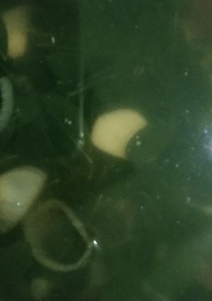 Foto resep Sayur Bening kelor