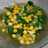Sayur bayam jagung (lebih wangi dan gurih)