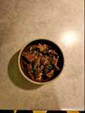 Beef Burgunday over Noodles