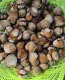 Kerang dara rebus sambal kecap..simple banget