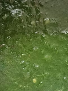 முடக்கத்தான் கீரை மசியல்(mudakkathan keerai masiyal recipe in tamil) செய்முறை முக்கிய புகைப்படம்