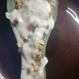Zucchini de la huerta rellenos