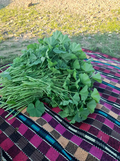 عکسی از دستور کته با توله..☘🍀☘🍀