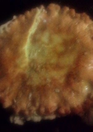Foto resep Telur Dadar #berburucelemekemas #resolusi2019