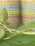 Chayote, Hierba santa y Sábila Batido