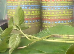 Una foto de Chayote, Hierba santa y Sábila Batido