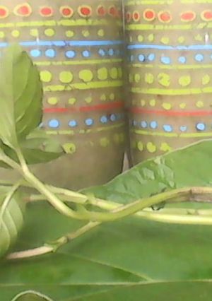 Una foto de Chayote, Hierba santa y Sábila Batido