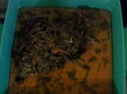 Gambar gulai pakis sumatra barat
