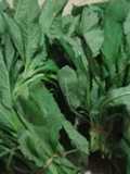 Tumis daun sintrong